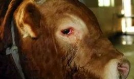 牛泪最新爆料,娱乐圈惊天内幕大曝光！