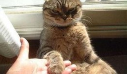 mmsz19猫咪官网最新版本爆料,全新功能与设计亮点抢先看”