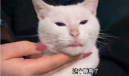 最新博主爆料胖猫咪,萌态可掬的胖猫咪走红网络