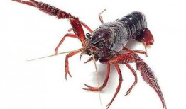 龙虾最新爆料视频,揭秘幕后真相，带你走进神秘世界